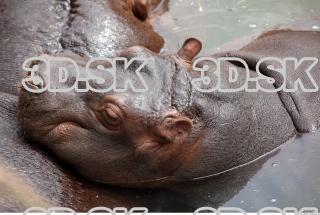 Hippo baby 0032